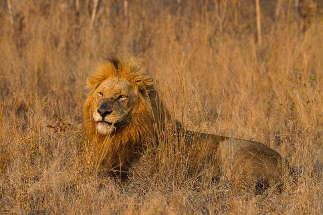 131 Zuid-Afrika, Sabi Sand Game Reserve.jpg